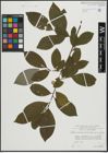 Foto von Salix appendiculata Vill. x Salix caprea L.